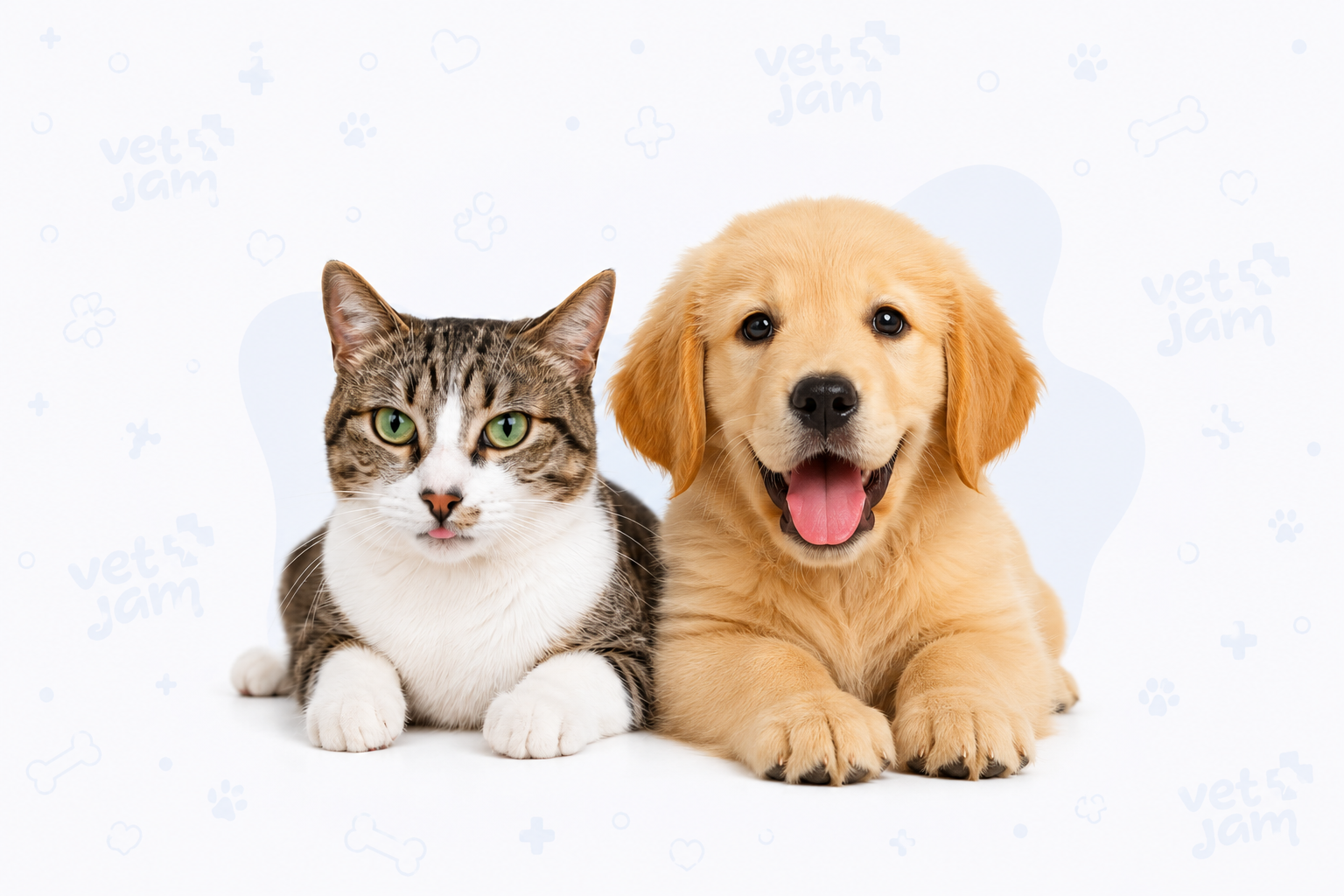 VetJam – Atención veterinaria especializada para gatos y mascotas en Guayaquil
