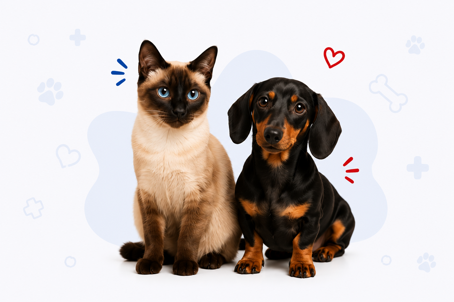 VetJam – Misión y visión veterinaria Guayaquil